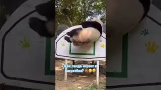 #панда #баскетбол #panda #basketball #humor #юмор #смех