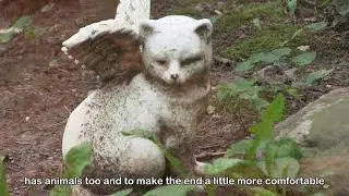 When It's Time to Cross the Rainbow Bridge
