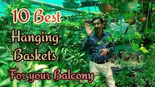10 Best Permanent Hanging Basket Plants for  Balcony and Prices