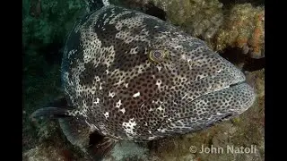 Black Spotted Rockcod - Epinephelus malabaricus