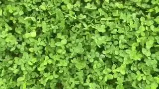 No till and living mulch field lab update: Sept 2020