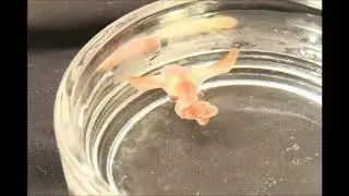 Dumbo Octopus Hatchling