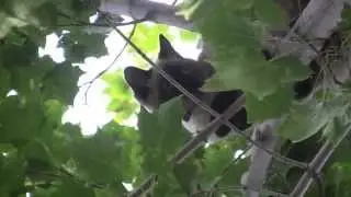 Cat stuck in a tree rescue