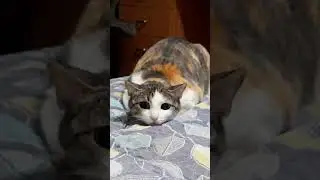 Нападение #funny #jumpscare #scary #cat  #memes