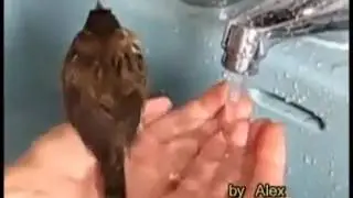 Shukar Dattea