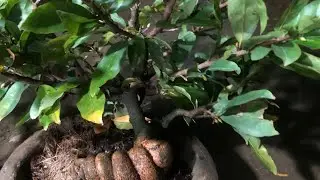 Mai vàng chưng tết giá rẻ || làng hoa Mai chợ lách Bến tre || mai tết mini.