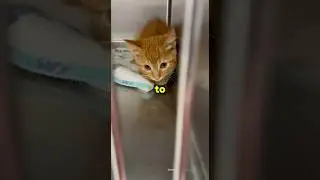 This kitten had 2 hours to live    💔⏰ #rescue