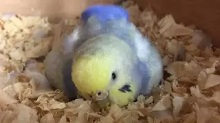 Budgie Breeding Update | Opals Chicks Was Adopted