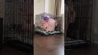 Little monster in my house
