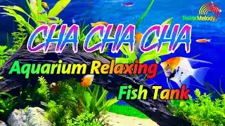 Beautiful Cha Cha Cha Relaxing Instrumental 2024 - Latin Cha Cha Melody, Aquarium Relaxing Fish Tank