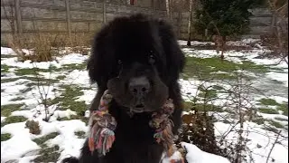 Newfoundland dog is playing (Ньюфаундленд с канатом) part 2