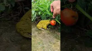 Funny surprise frog | Frogs try to jump funny | Do not go yet funny #frog #funny