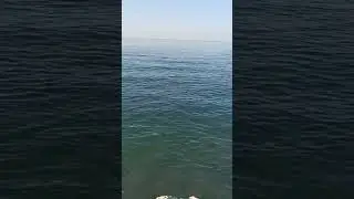 Kuwait Sea ⛵🌊 | #shortsfeed #kuwaitview #viral