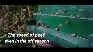 The speed of bees even in the off season