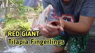 RED GIANT TILAPIA