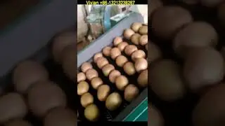 Kiwi Fruit Sorting Machine by Weight +86 13213238287