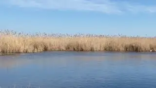 Natural Delta Sounds 4K