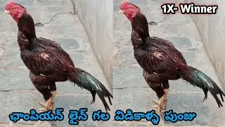 Champion Line Quality Vidikalla Punju||Yakudh||9505494486||@StarQualityFarms01...!