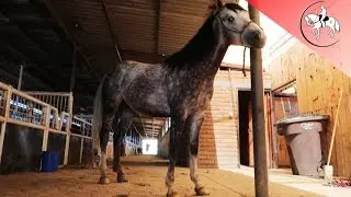 ¿CÓMO ES TRABAJAR CON CABALLOS TODO EL DÍA?