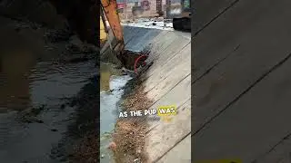 He rescued a pup with an excavator 🥺 (@ladbible) #shorts #animals #rescue #viral