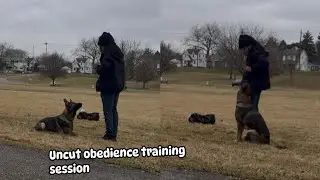 IGP obedience training session with my 11 month old working line German shepherd puppy 3/16/25