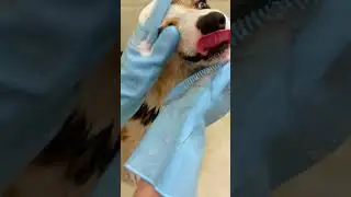 Bathing Your Pet Just Got a Whole Lot Easier with This Grooming Glove!
