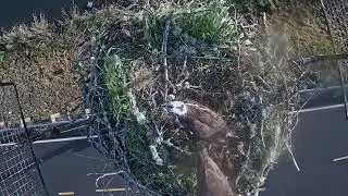 04162025 Nest Preparation
