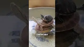 How do turtles express their emotions?#animals #funnyanimal #funny #cute #turtle
