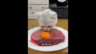 cat eat meatslices 🥩🥚🍳|cat eating sliced meat 🐓| ASMR cat mukbang #cat #cats