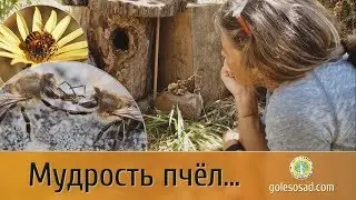 Мудрость Пчёл