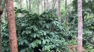 Coffee estate sale in chikkamagaluru