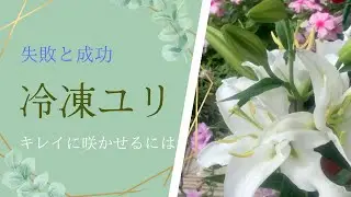 🌹2021年12月31日冷凍【ユリ】の失敗と成功