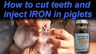 How to cut teeth and tail, and give Iron to piglets | Vikas Live Stock | Saharanpur, UP