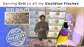 Best Quality Pakistan Making Grit for finches, Java & Doves || Huzaifa Advani