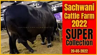 Sachwani Cattle Farm VIP Tent 2022 Full Collection Video | Cow Mandi 021 |