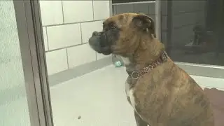 SPCA serving Erie County receives $100K grant
