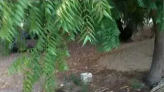 The Neem Tree - Natural Medicine
