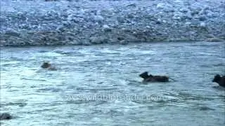 Cows can swim: Survival Struggles - River crossing by cattle