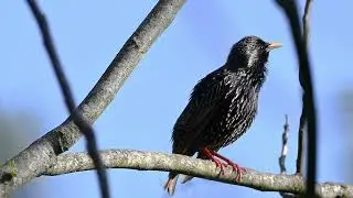 Starling (Sturnus vulgaris) sounds like golden oriole, buzzard, kestrel, bee-eater and other birds.