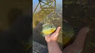 #fishing #nature #pnwfishing #catchandrelease #redearsunfish #qualityfishrelease #irespectfish