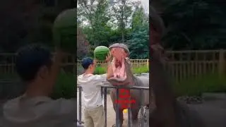 hipop&oacute;tamo come sand&iacute;a
