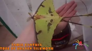 S.cynthia (tree of heaven silkmoth) has hatched - Moth update!