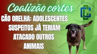 C&atilde;o Orelha: adolescentes suspeitos j&aacute; teriam atacado outros animais 
