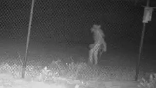 Do You Know What This Strange Creature Is?
