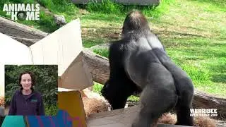Gorilla keeper talk from Werribee Open Range Zoo