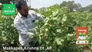 Sindhuri 666 in Makkapet village,Krishna District ,AP 
