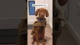 Life with a puppy - expectation vs reality #vizsla #puppy #dog #loki