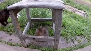 Village in Russia Сельская зарисовка