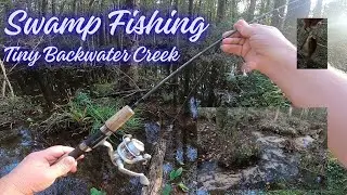 Backwater Adventure: Swamp Fishing in a Tiny Creek
