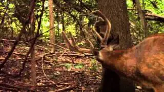 Attack IR Video